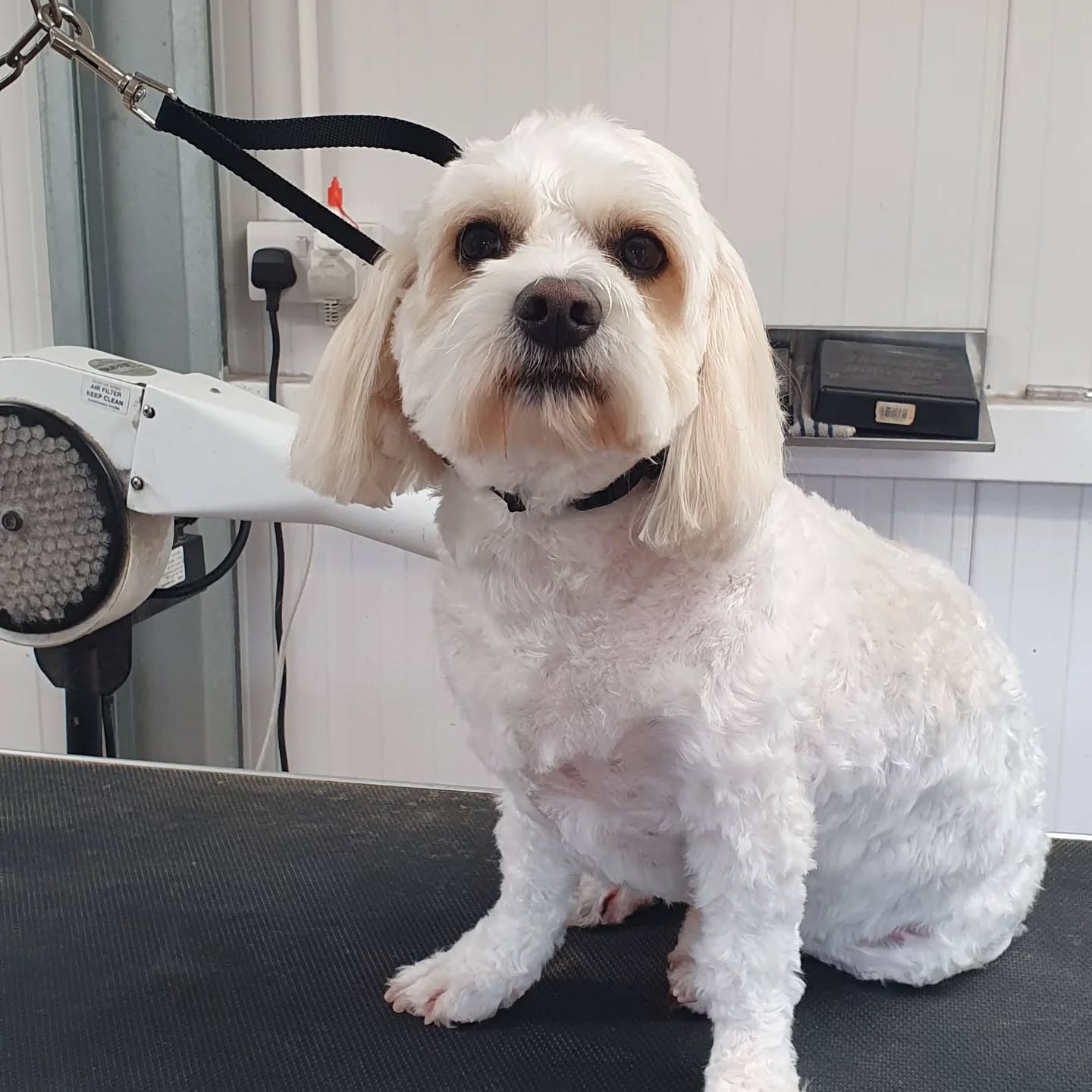 Dog after Perfect Pooches visit