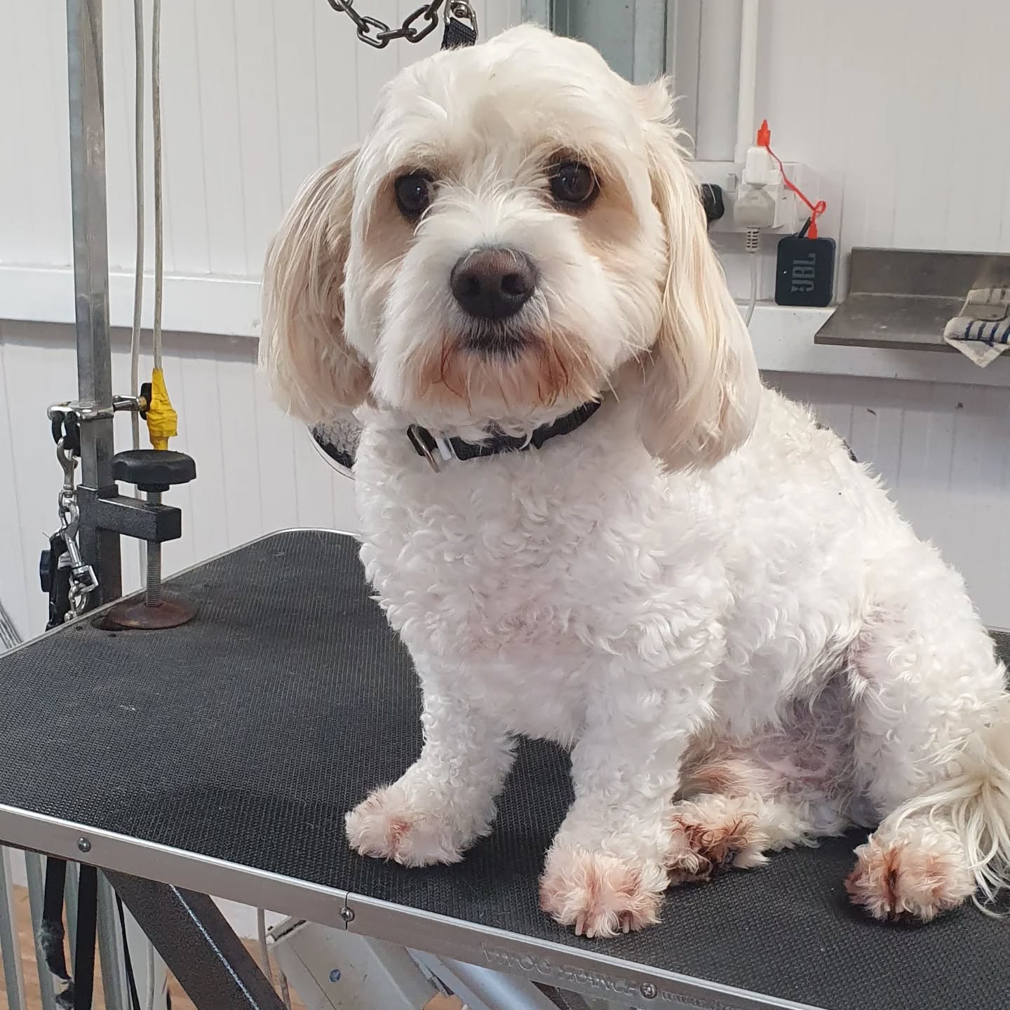 Cavachon after grooming