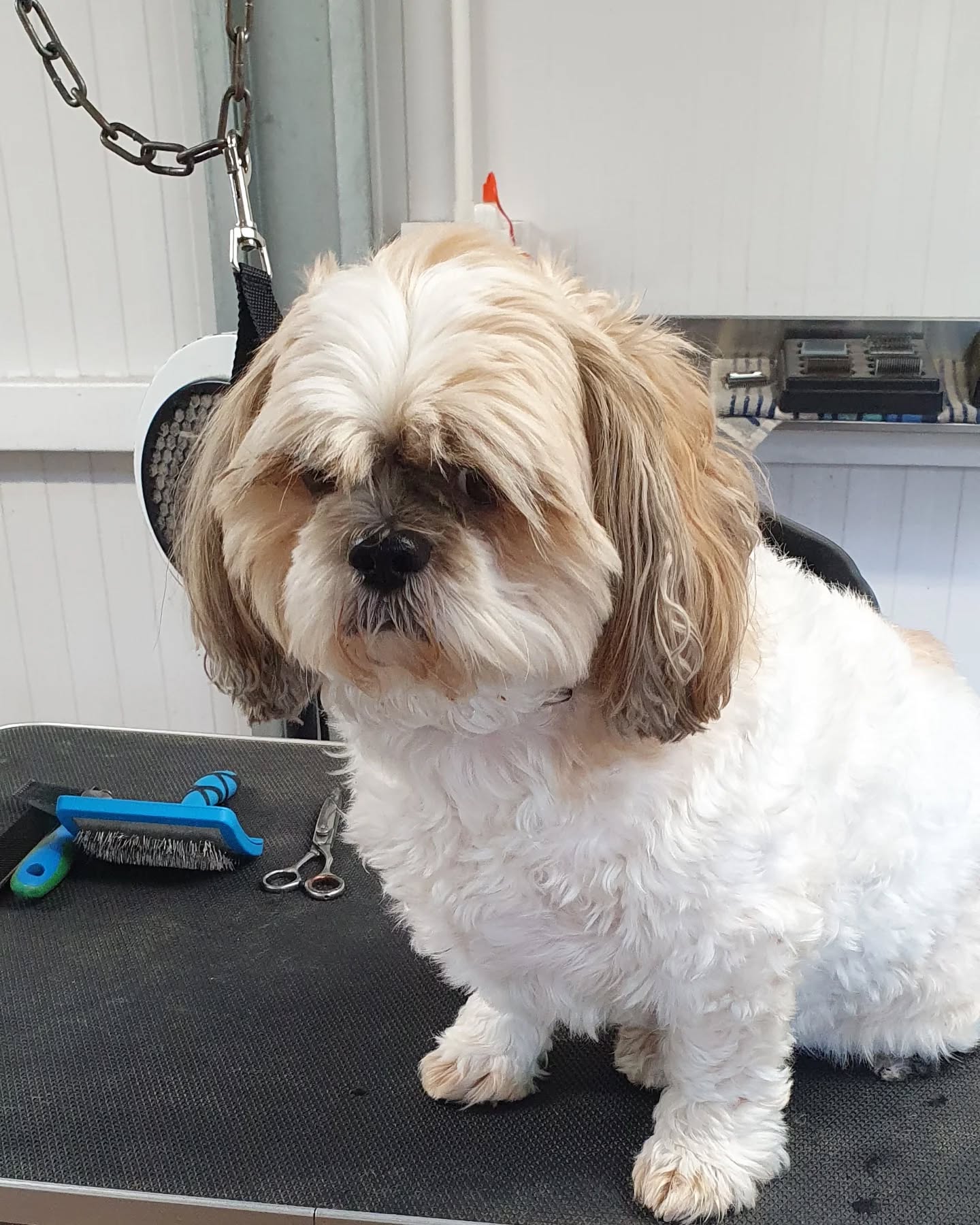 Dog with new haircut