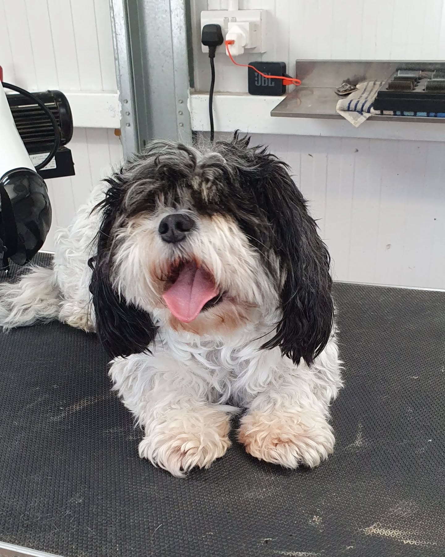 Happy dog after bath