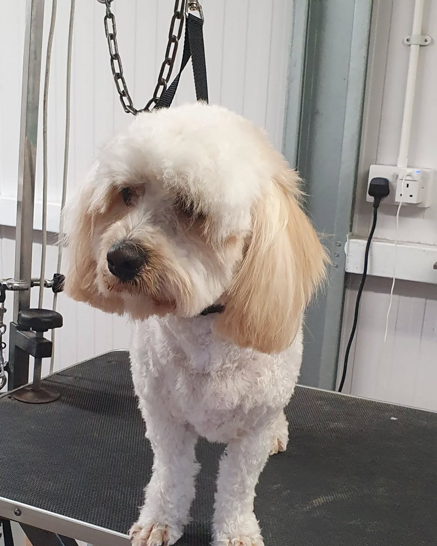 Dog on grooming table
