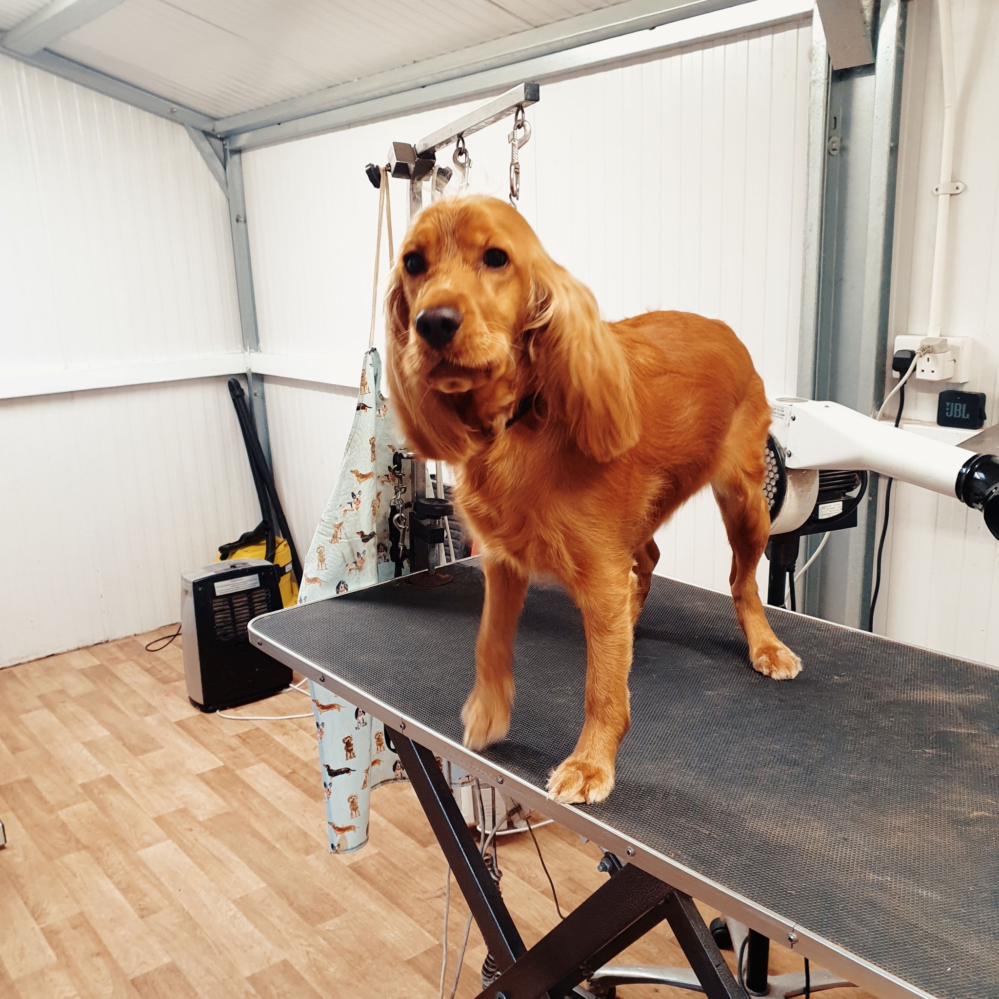Cocker Spaniel freshly groomed