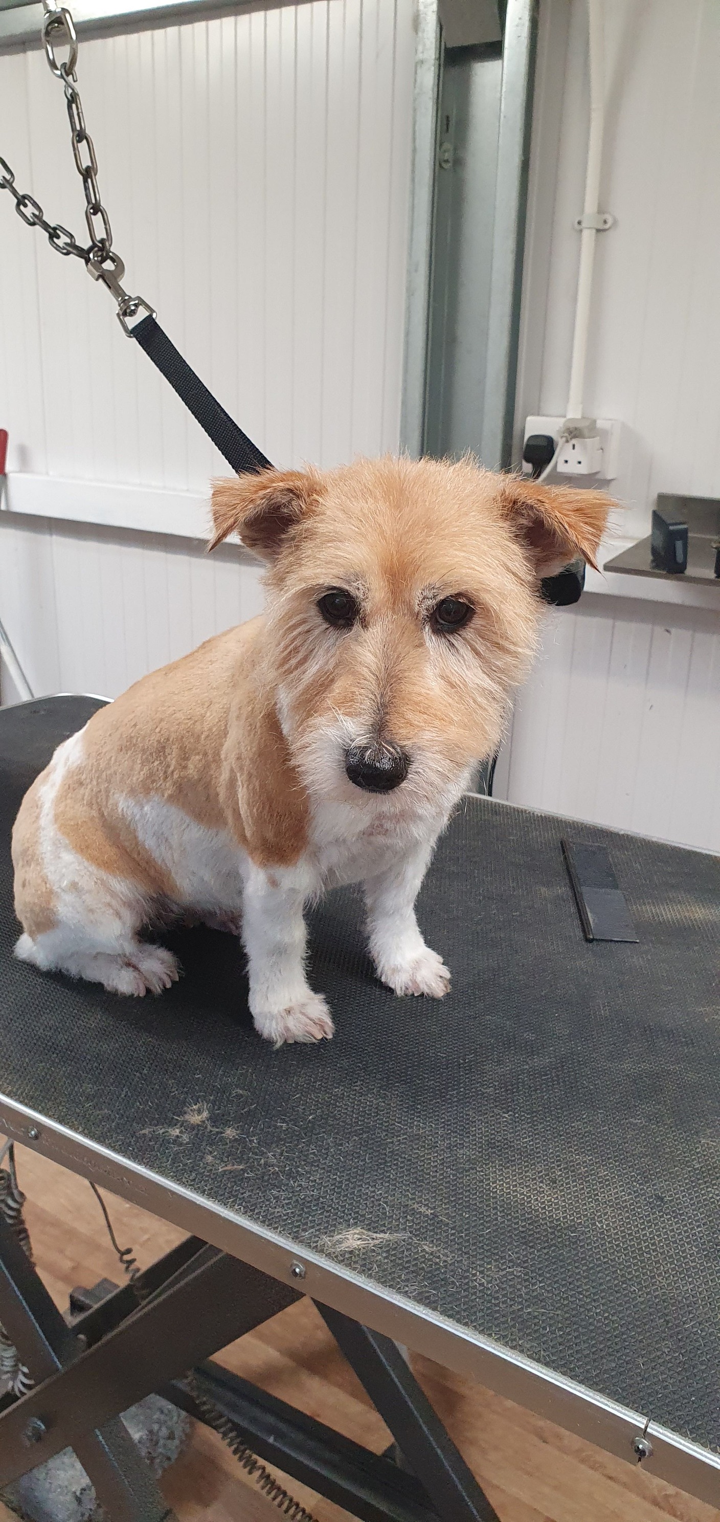 Happy dog after bath