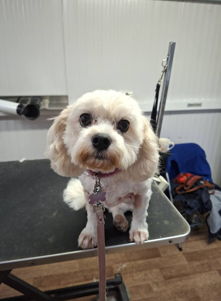 Happy dog after groom