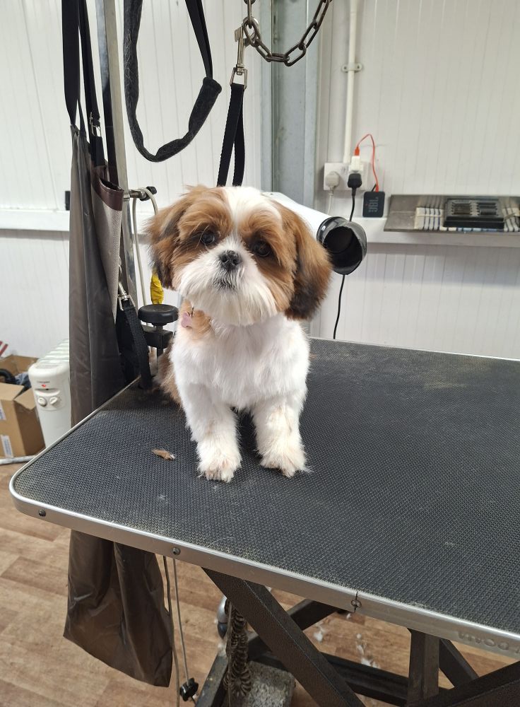 Shih Tzu puppy groomed