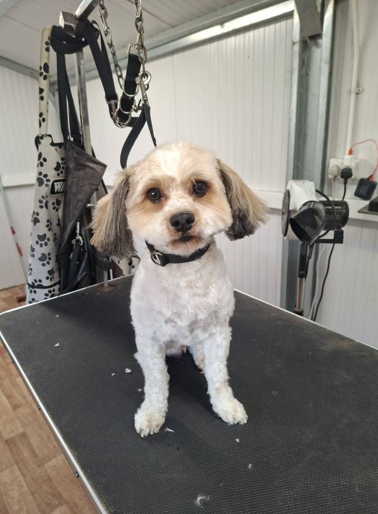 Dog standing after haircut