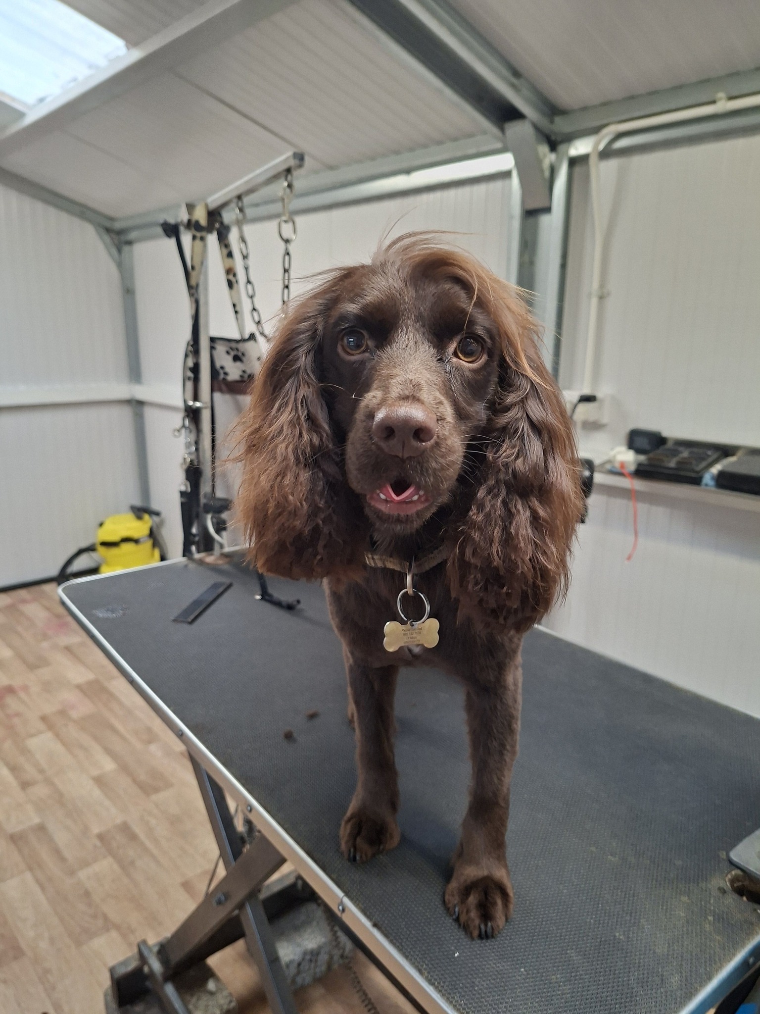 Springer Spaniel on grooming table