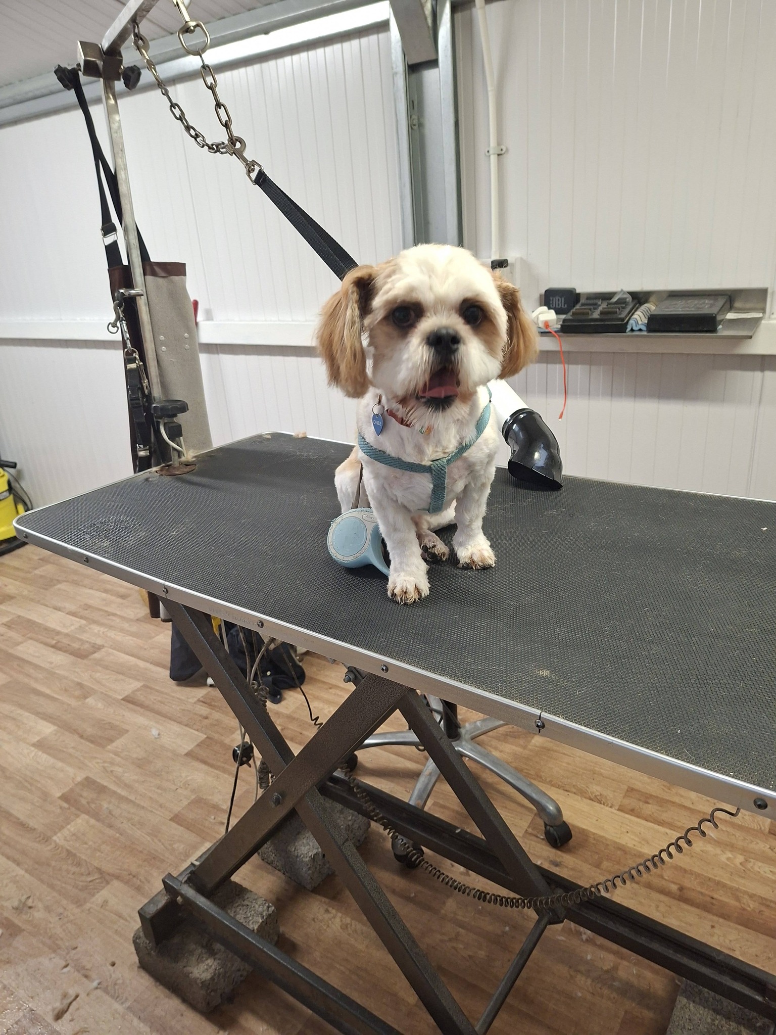 Shih Tzu with harness after groom