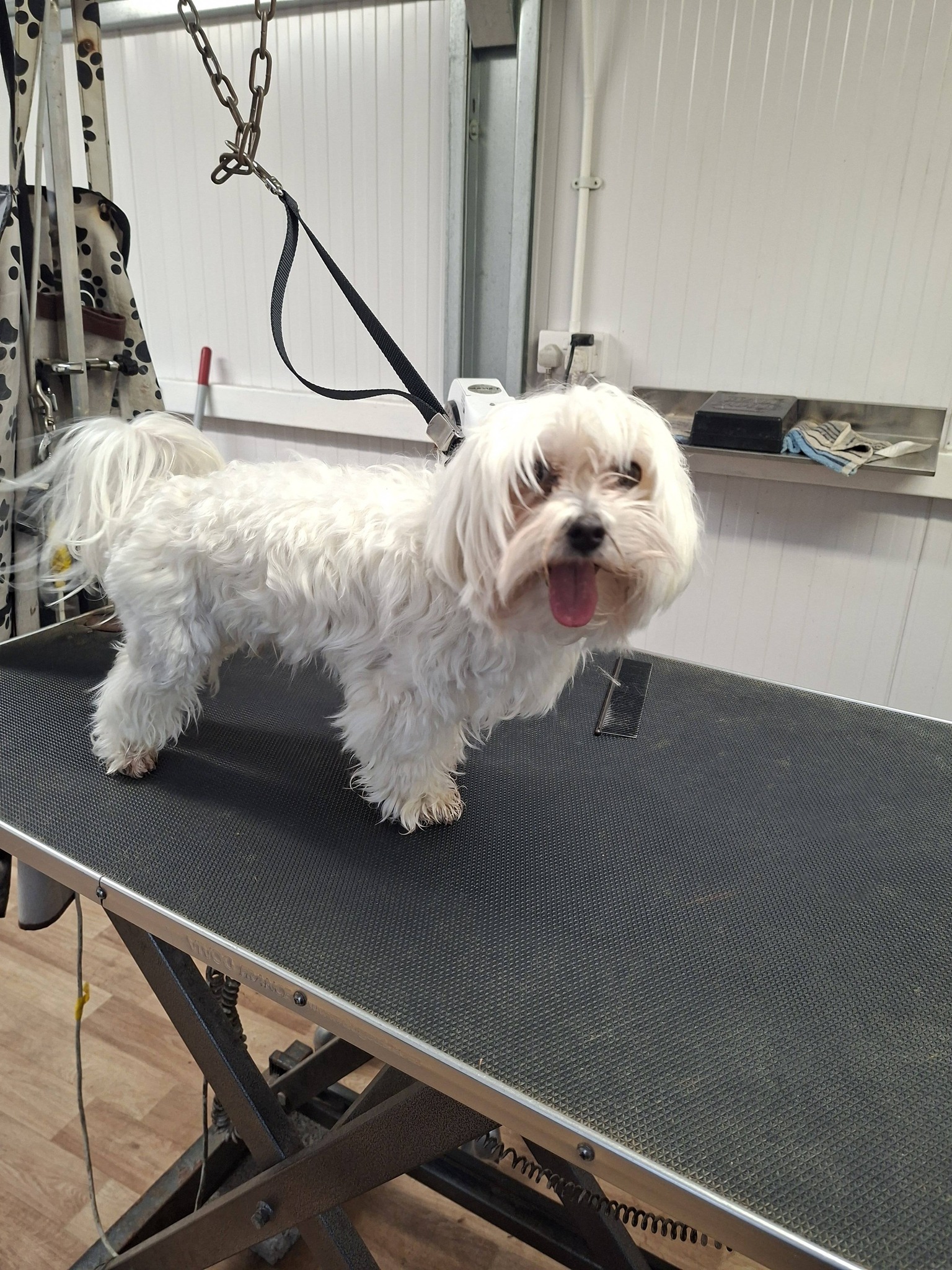 Maltese standing after haircut