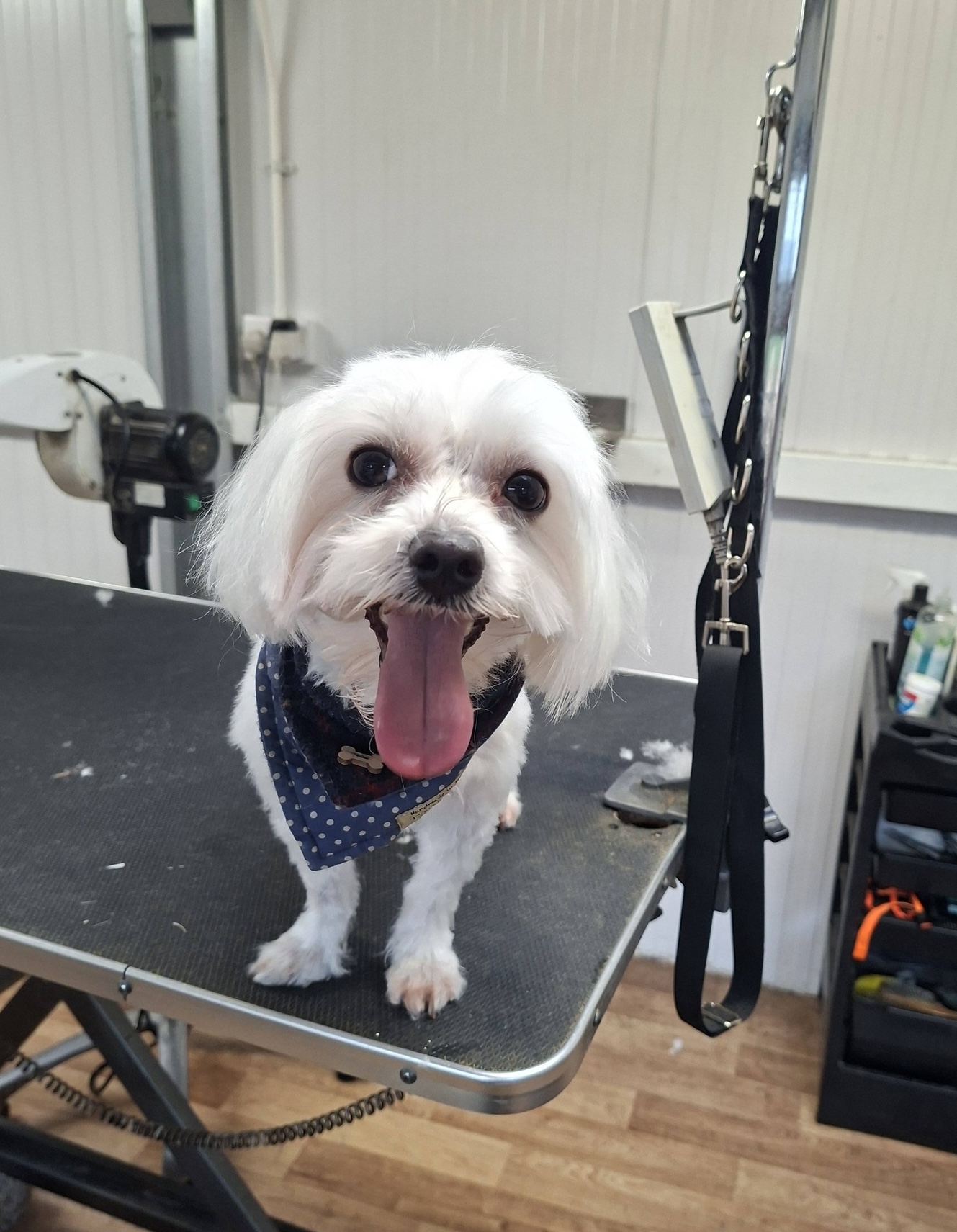 Happy cartoon dog surrounded by grooming tools